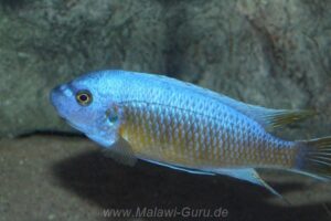 Labeotropheus fuelleborni 'Katale Island'